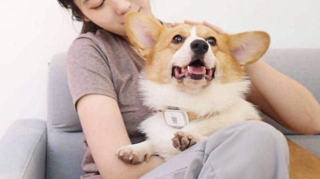 Xiaomi Petbit vigilará a tu mascota, no mas preocupaciones!