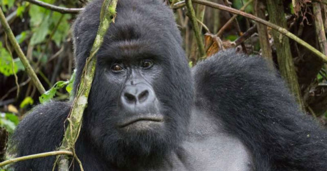 Recicla tu viejo teléfono móvil para salvar a las poblaciones de gorilas